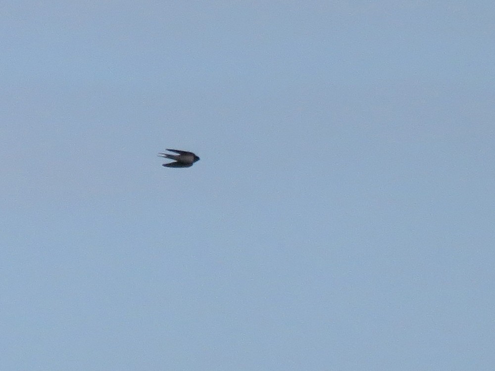 Barn Swallow (White-bellied) - ML69588231