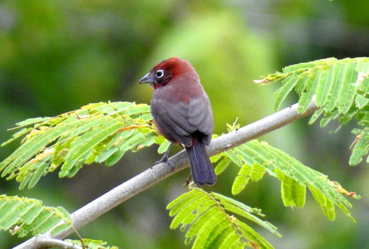 Red-crested Finch - Fernando Angulo - CORBIDI