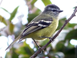  - Black-capped Tyrannulet