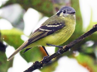  - Ashy-headed Tyrannulet