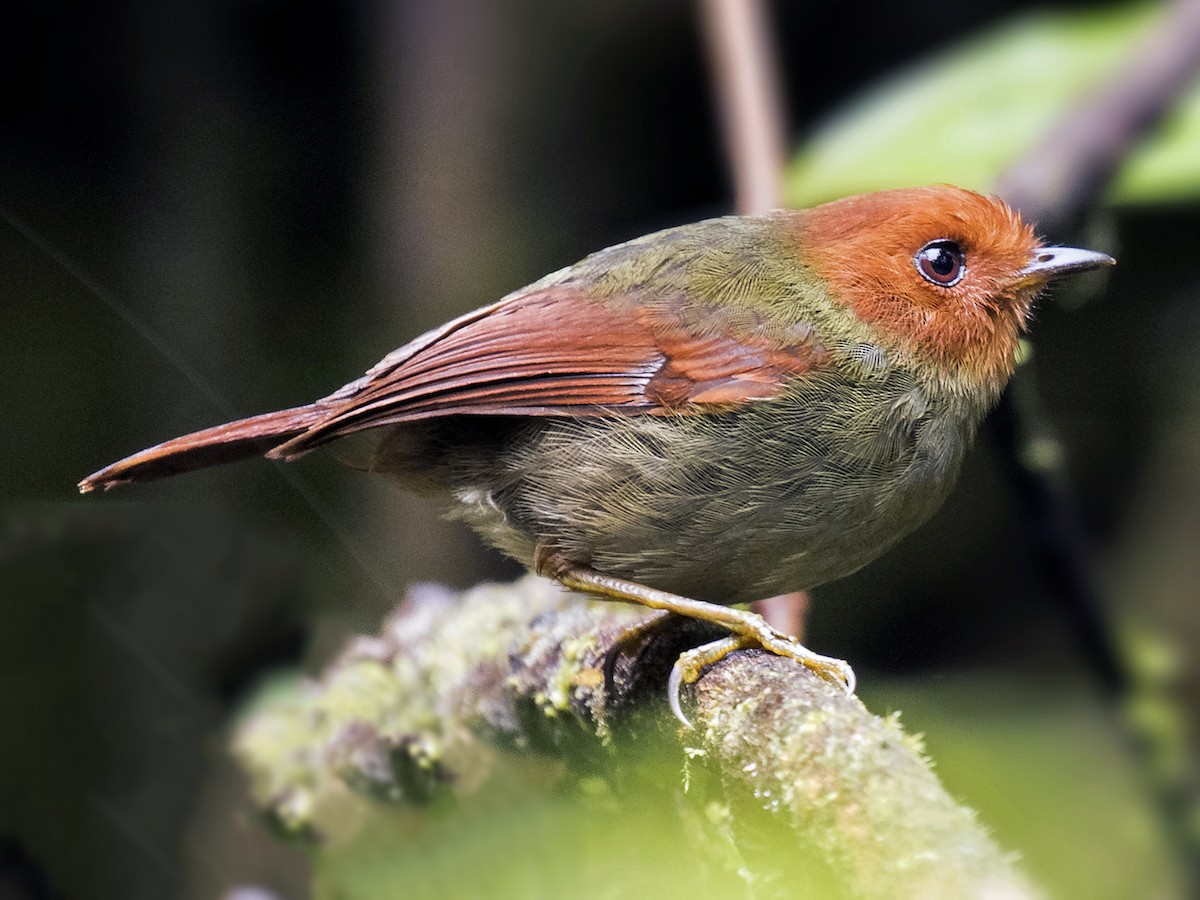 Rufous-headed Pygmy-Tyrant - Pseudotriccus ruficeps - Birds of the World