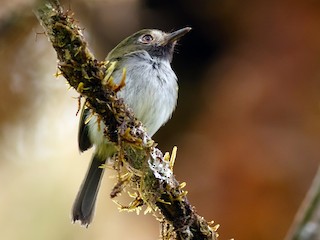 Togridan-togri translyatsiya paytida