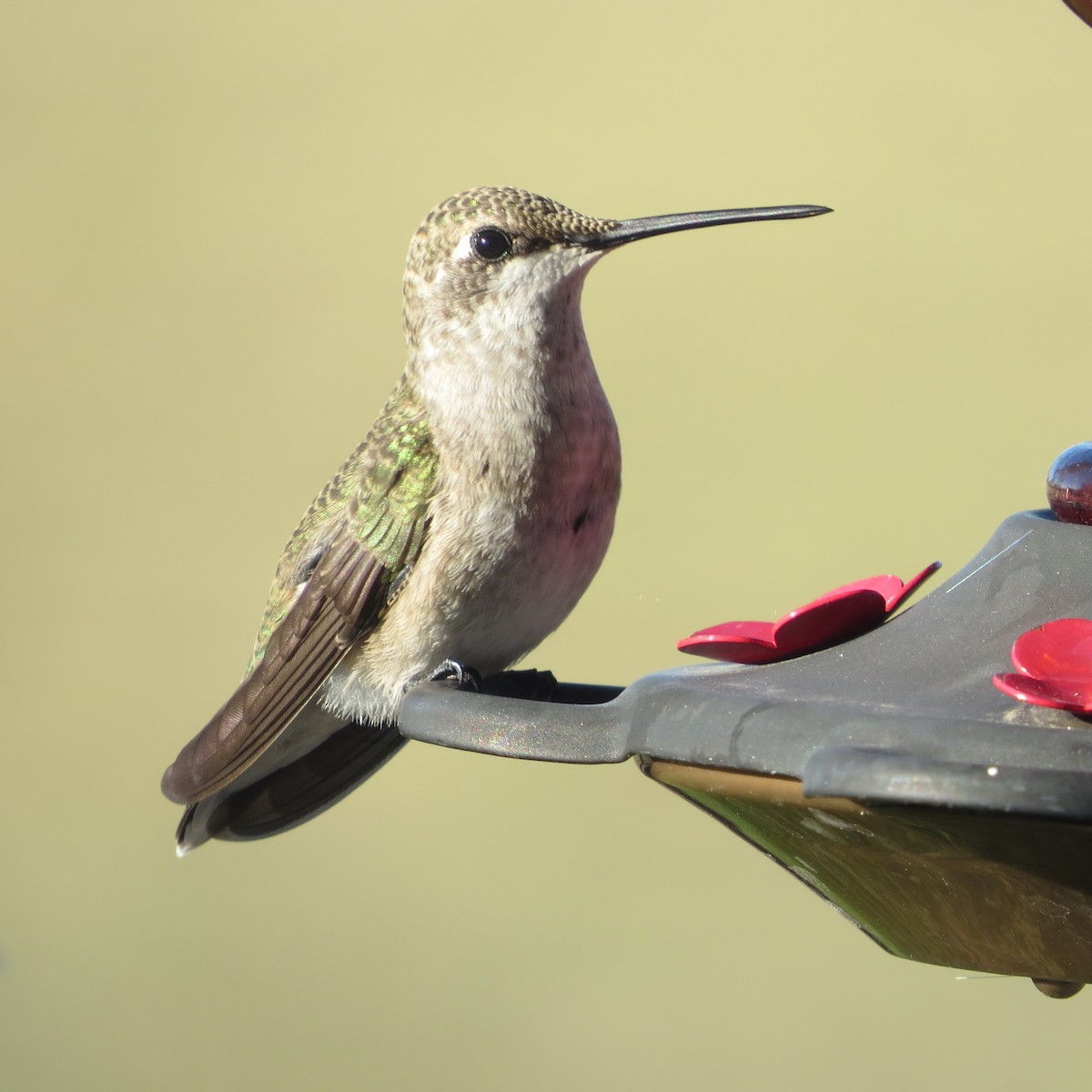 Black-chinned Hummingbird - Jan Leonard