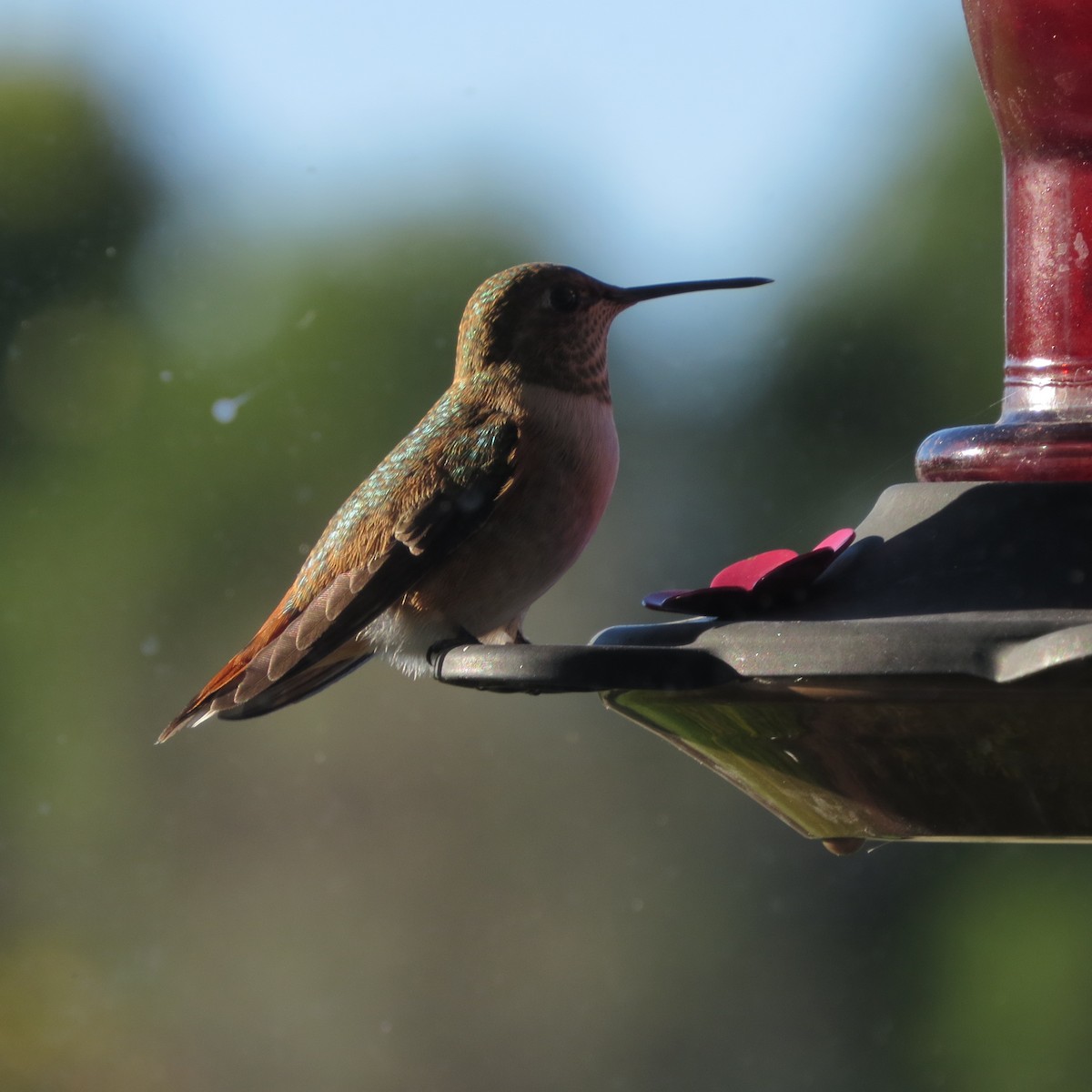 Rufous Hummingbird - Jan Leonard
