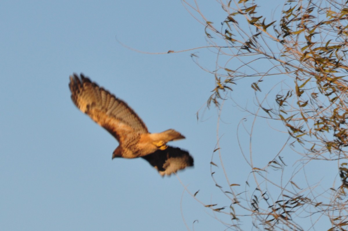 Red-tailed Hawk - ML69592011