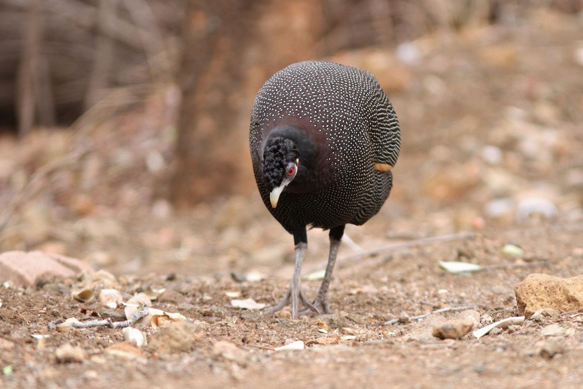 Southern Crested Guineafowl - John Martin