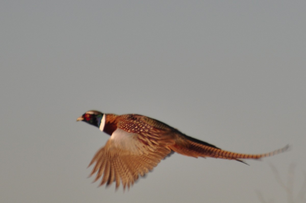 Ring-necked Pheasant - ML69592131