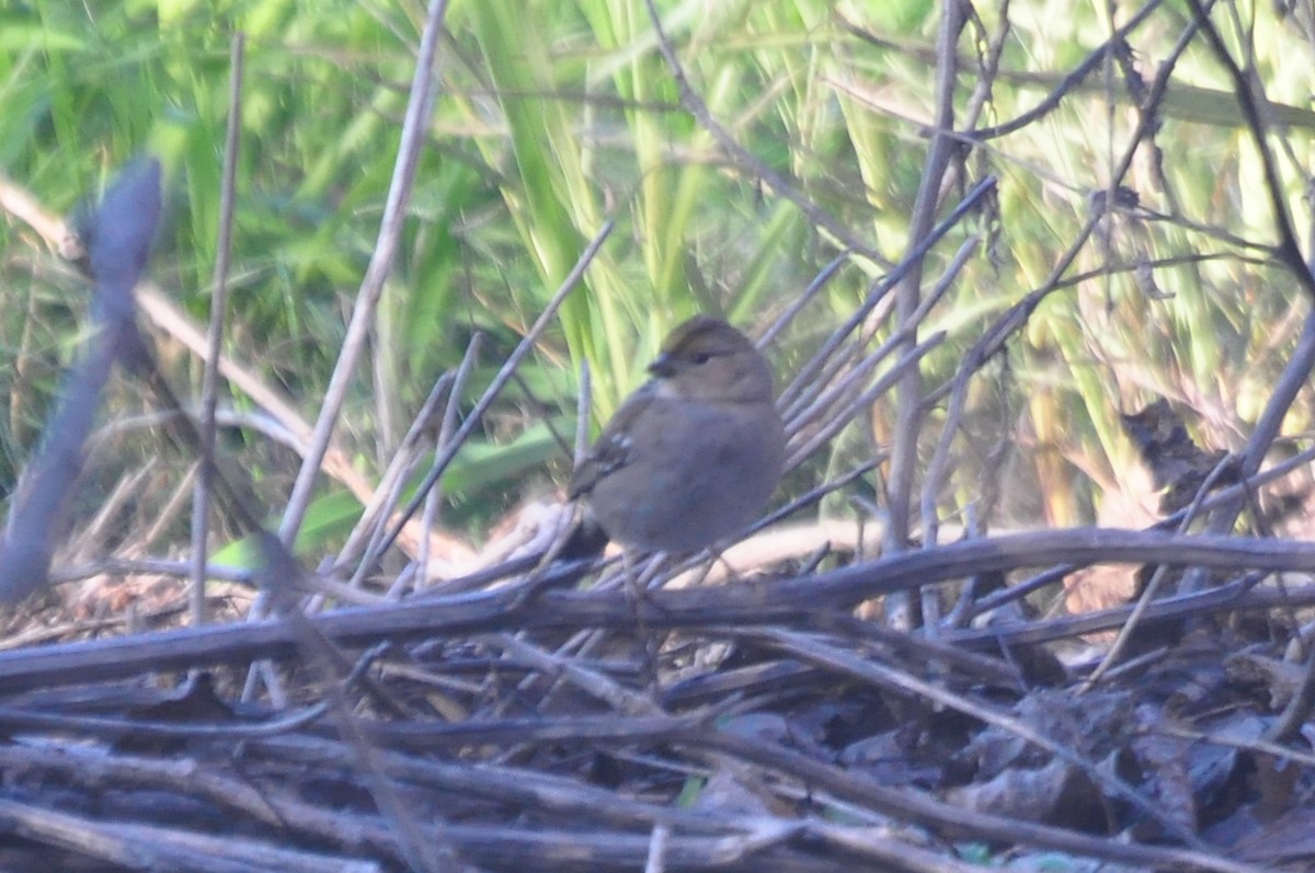 Golden-crowned Sparrow - ML69592241