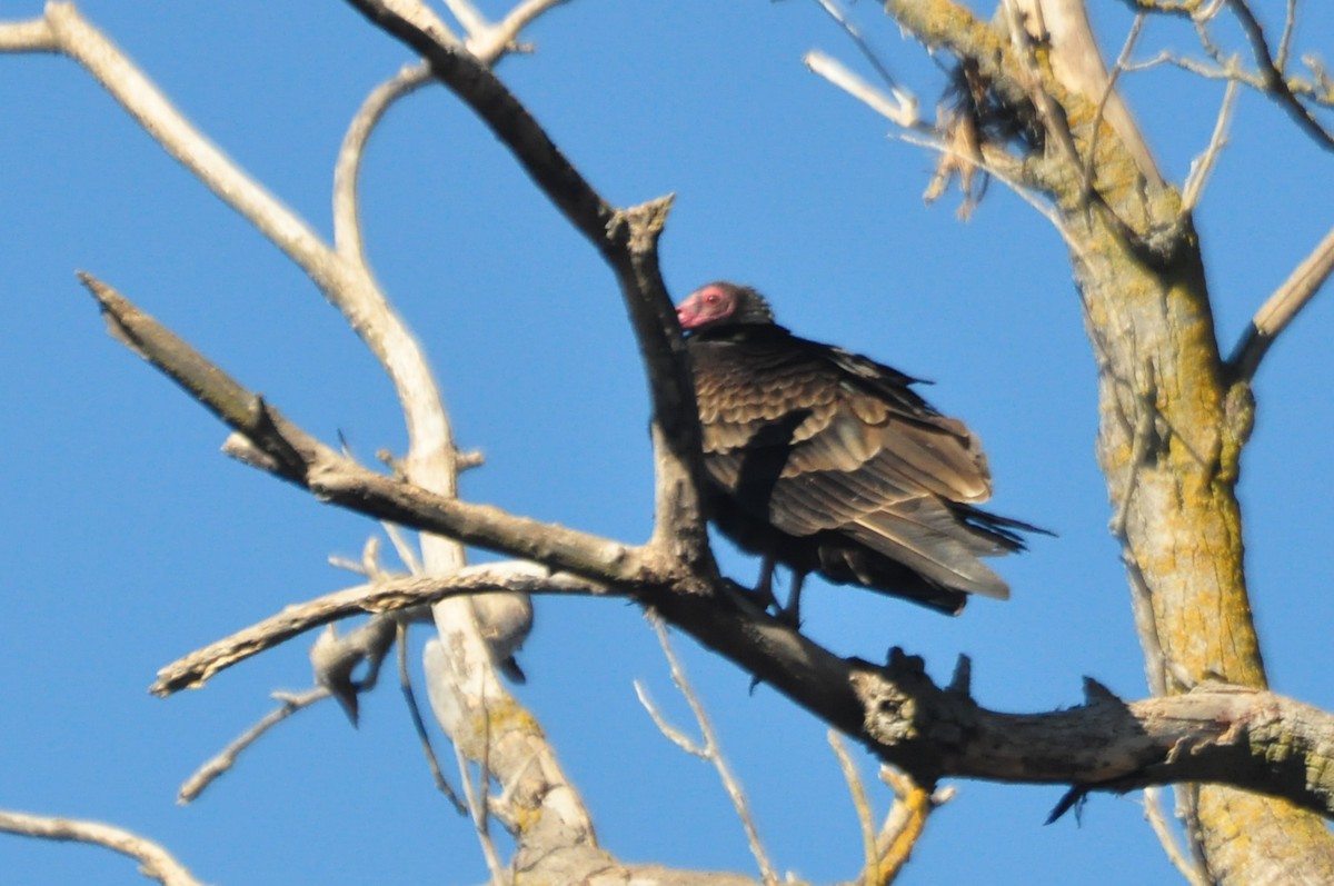 Turkey Vulture - ML69592271