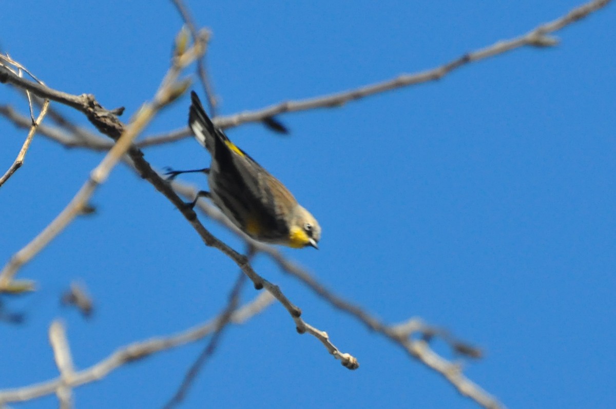 Yellow-rumped Warbler - ML69592341