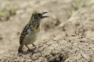  - D'Arnaud's Barbet