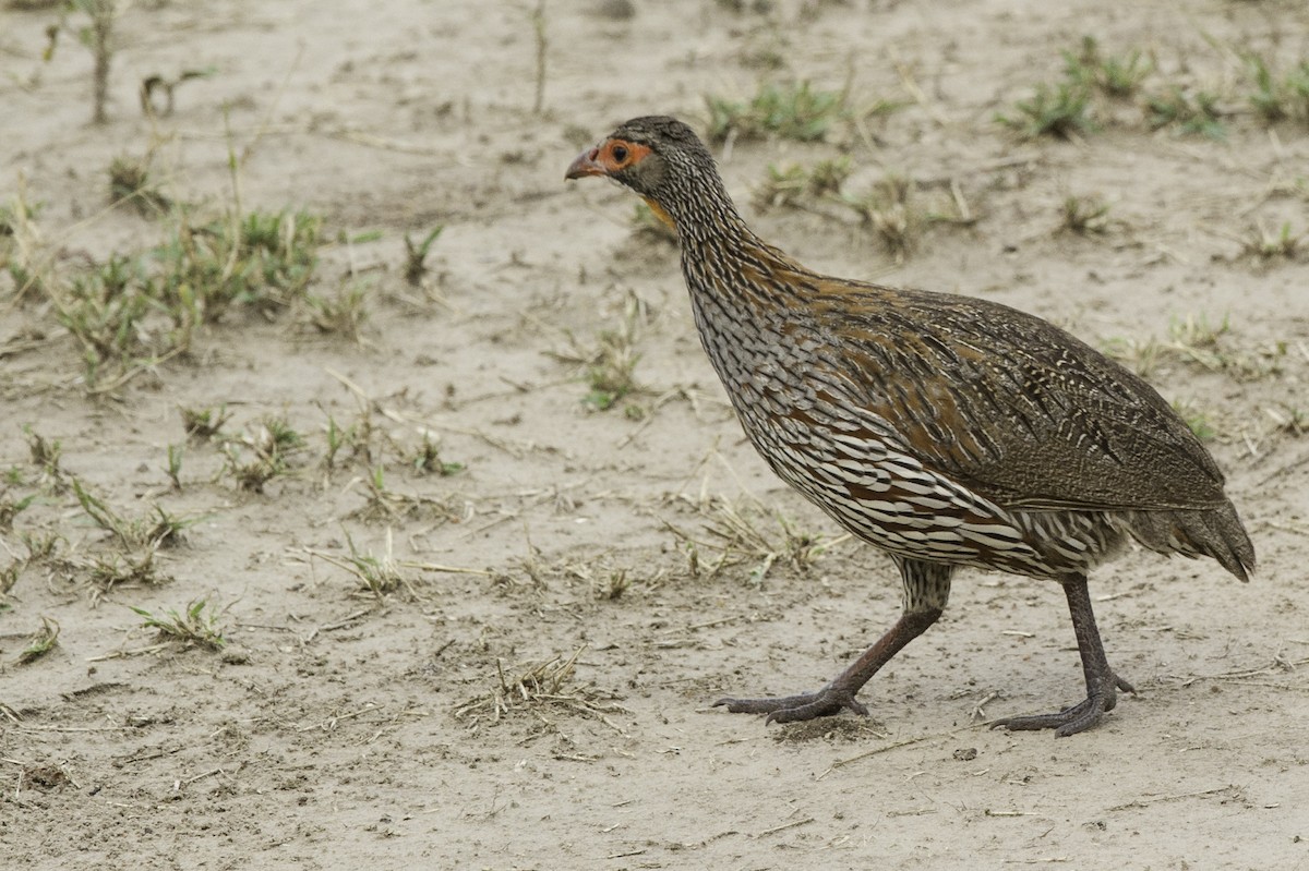 Gray-breasted Spurfowl - ML69592601