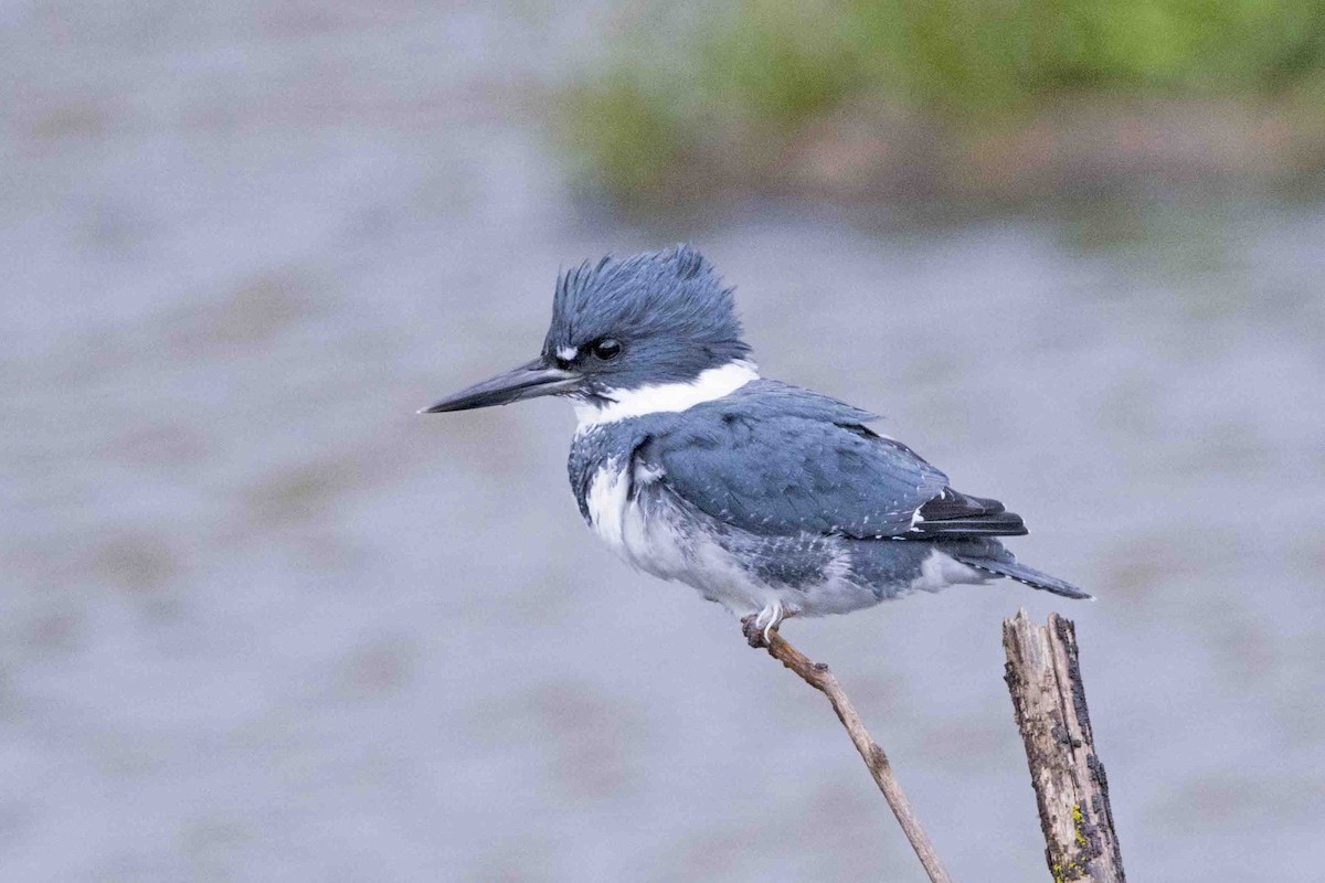 Belted Kingfisher - Chris Rees