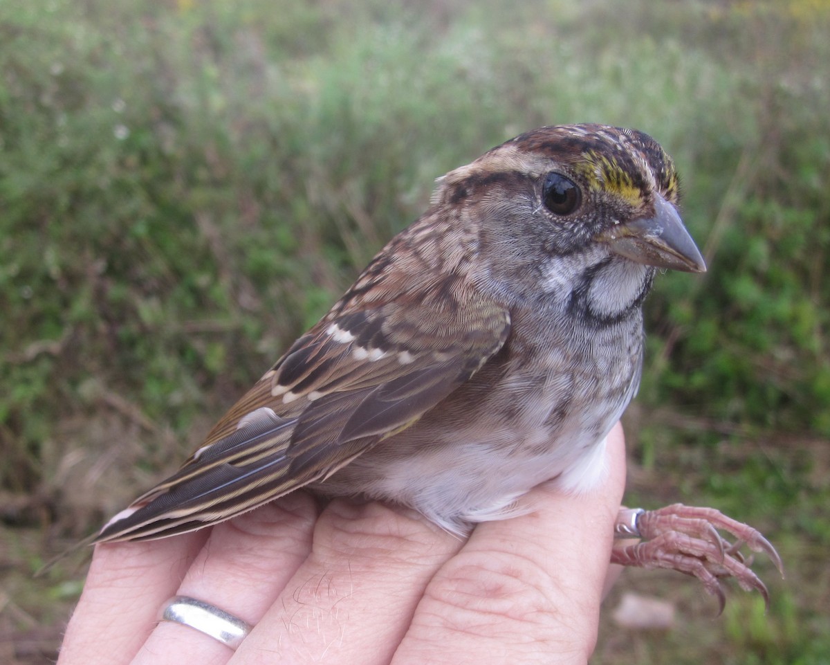 White-throated Sparrow - Ian Stewart