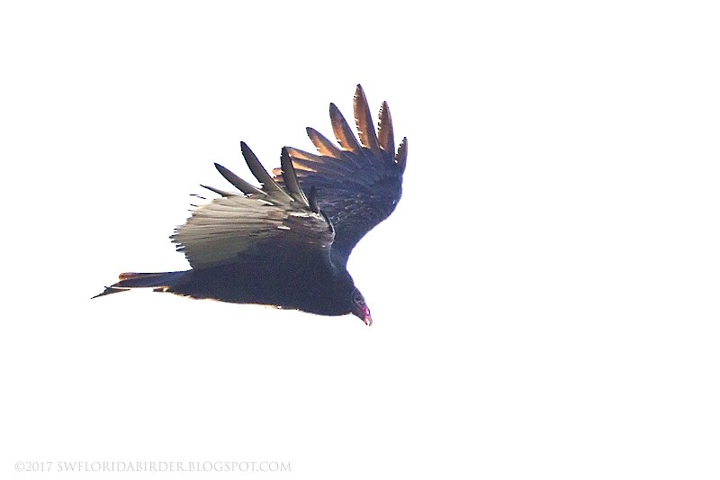 Turkey Vulture - Bob Pelkey