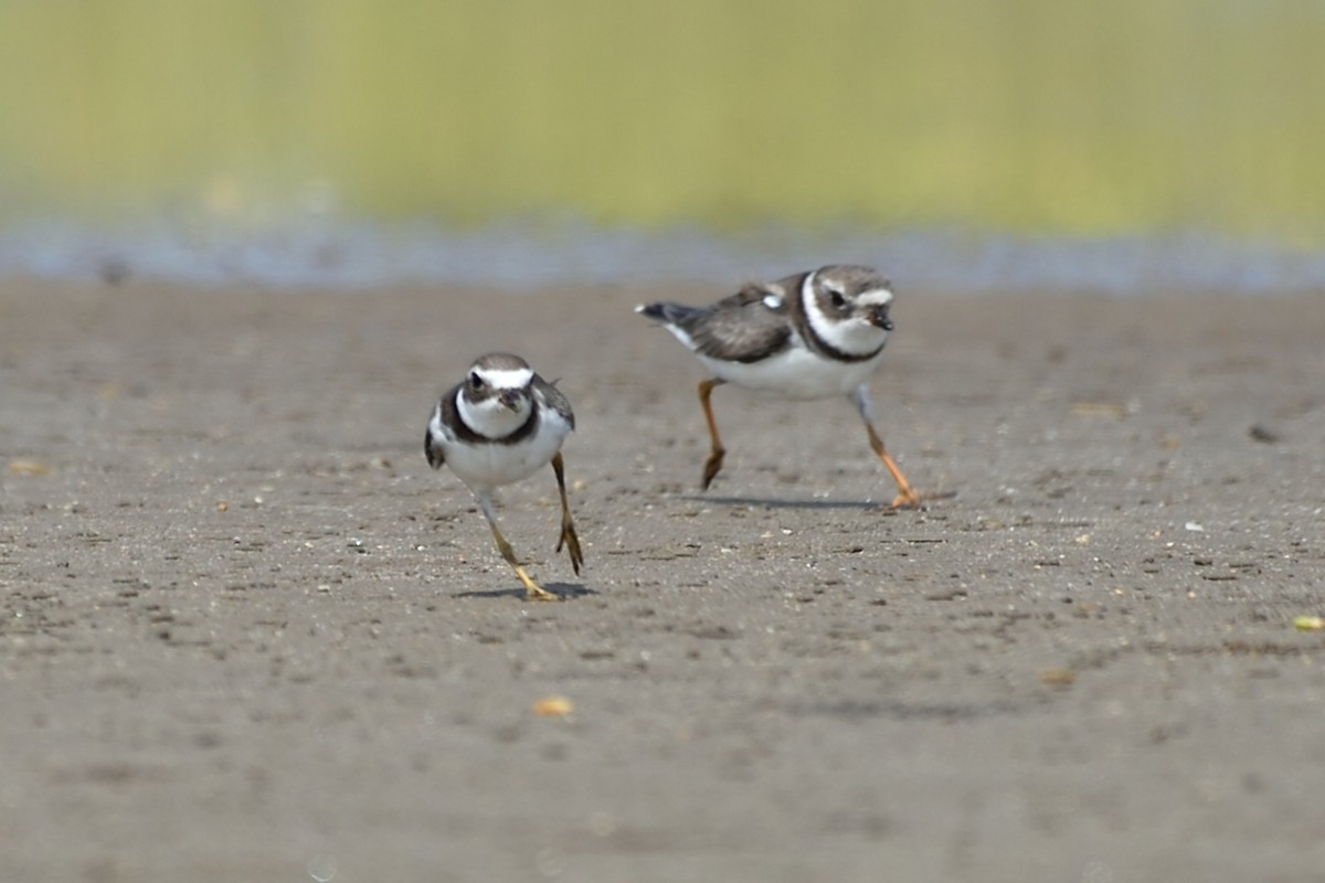 Semipalmated Plover - ML69594931