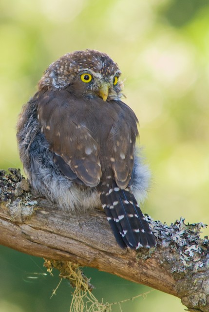 Northern Pygmy-Owl