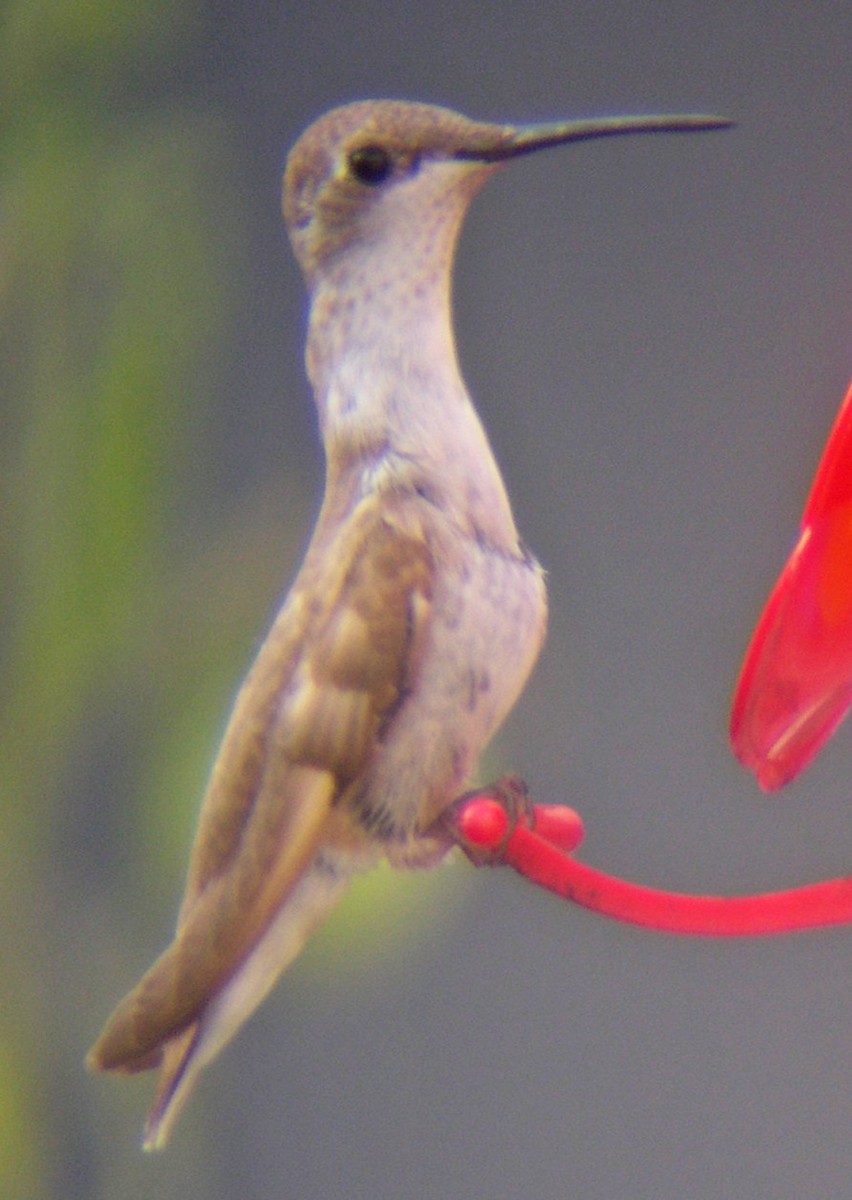 Ruby-throated Hummingbird - ML69599151