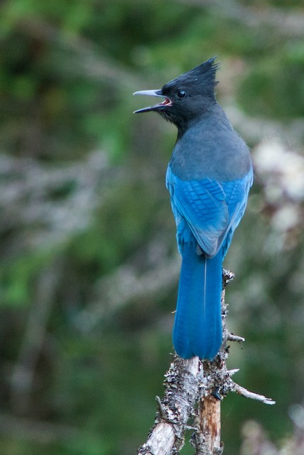 Steller's Jay