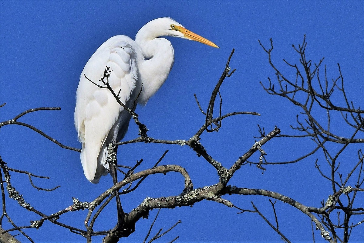 Great Egret - Ed Leigh