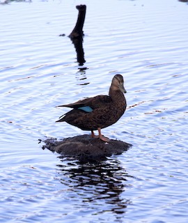 American Black Duck, ML69600361