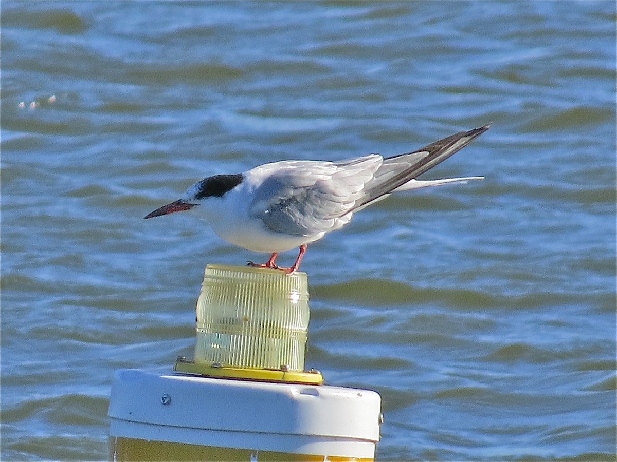 Common Tern - ML69600771