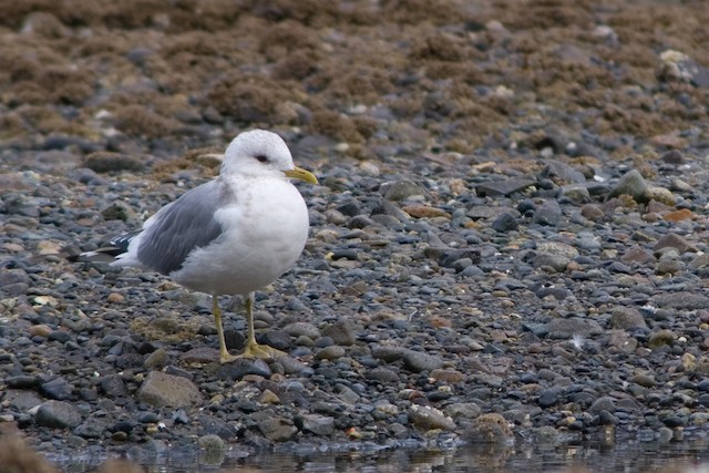 Short-billed Gull