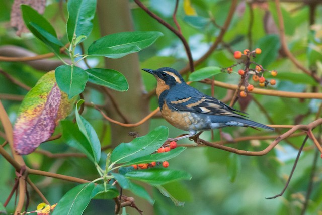 Varied Thrush