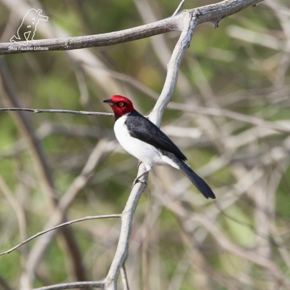 Red-capped Cardinal - ML69603111