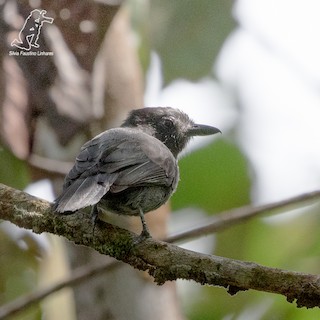  - Acre Antshrike