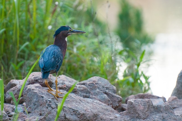 Green Heron