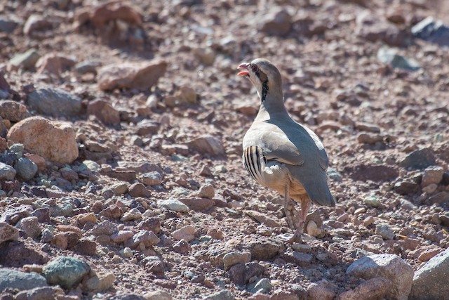 Chukar