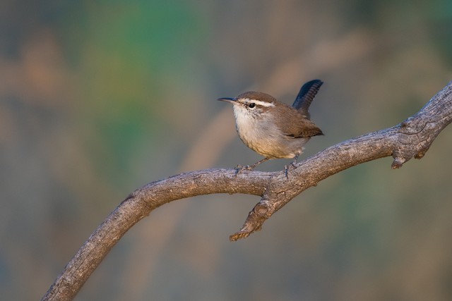 Bewick's Wren