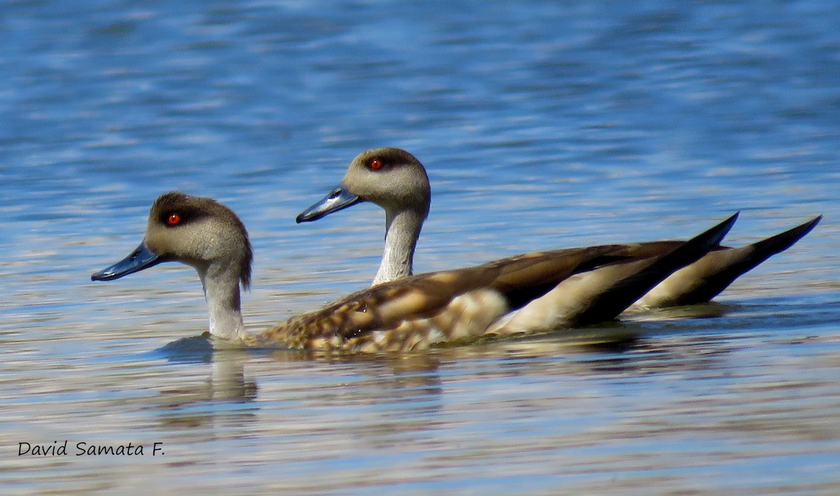 Crested Duck - ML69604811