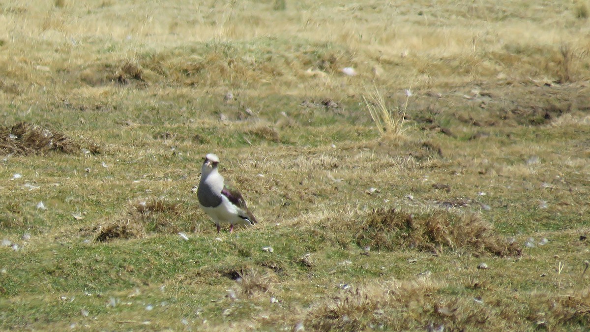 Andean Lapwing - ML69604821