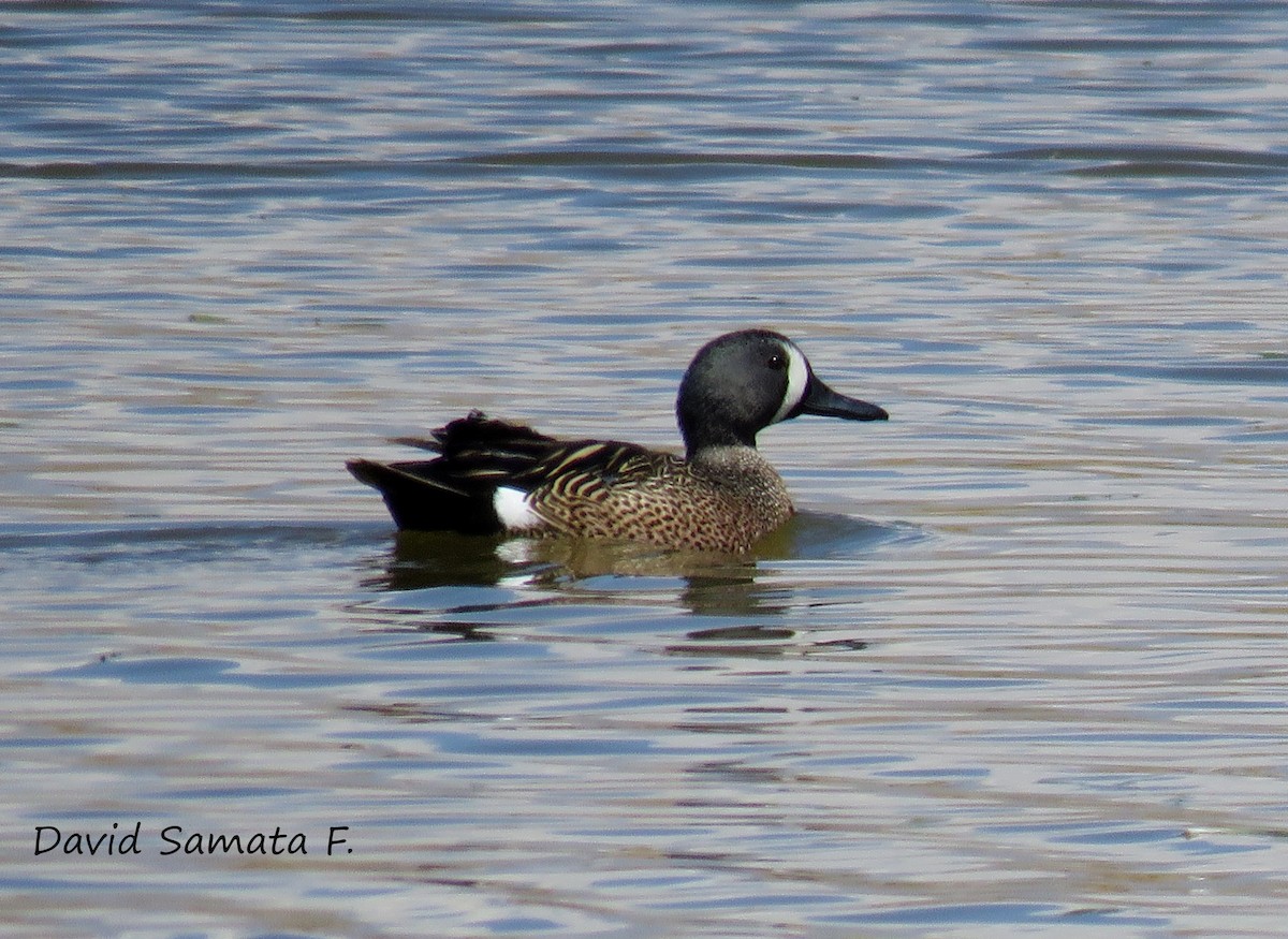 Blue-winged Teal - ML69604891