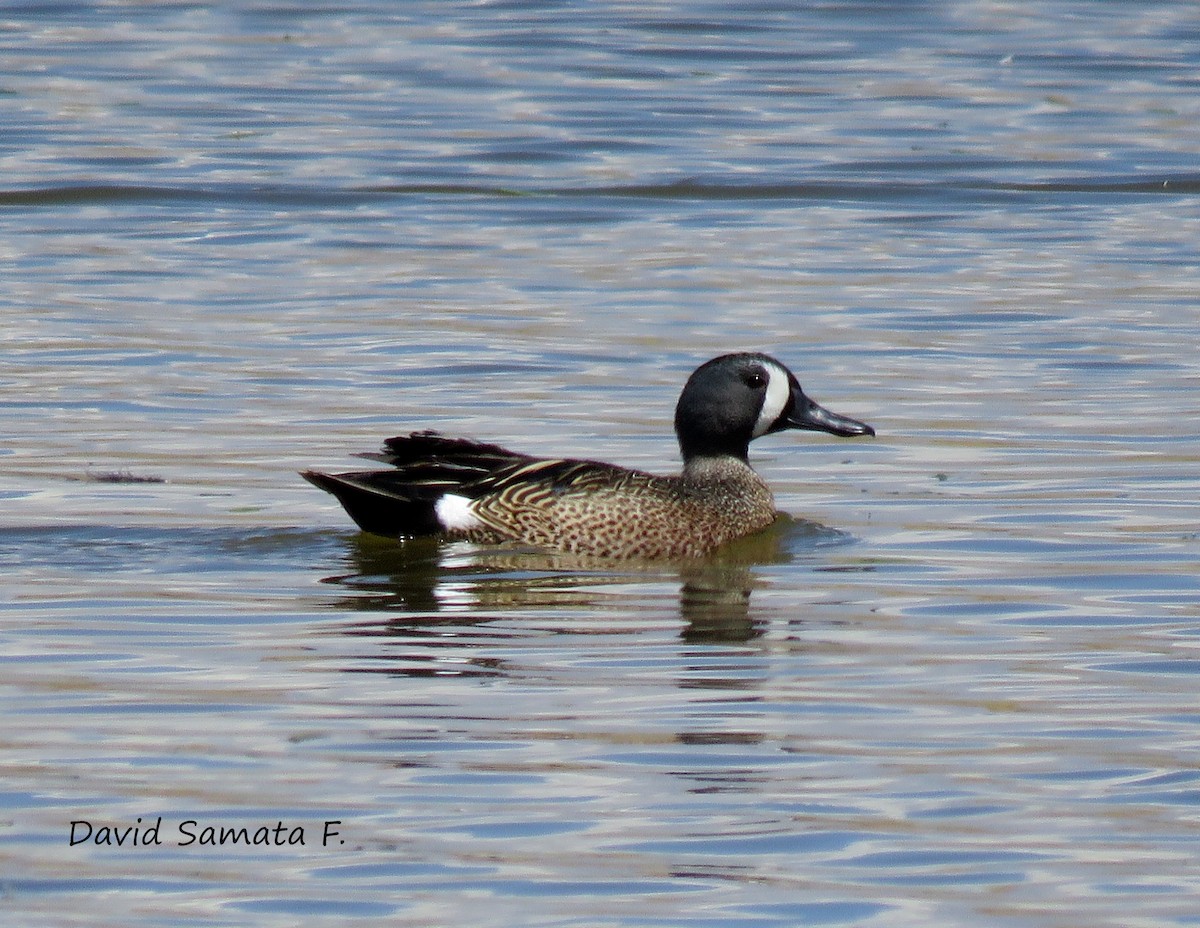Blue-winged Teal - ML69604951