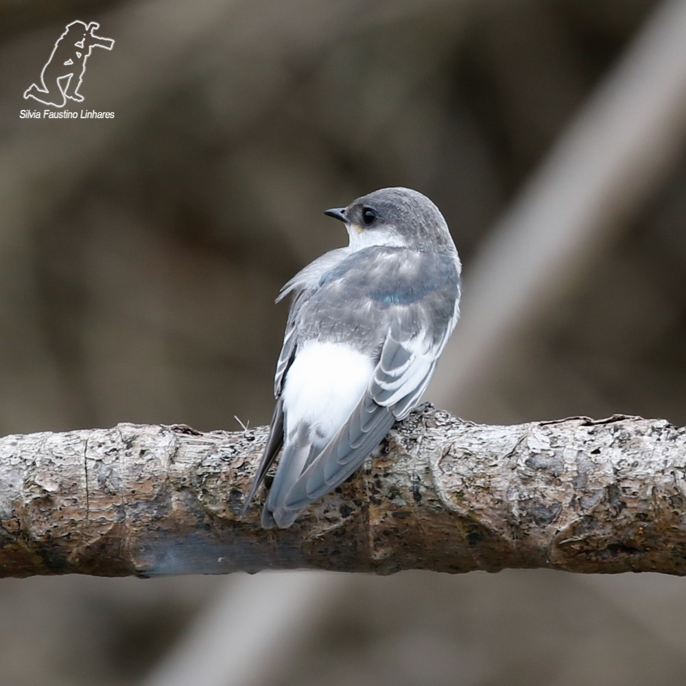 White-winged Swallow - ML69605171