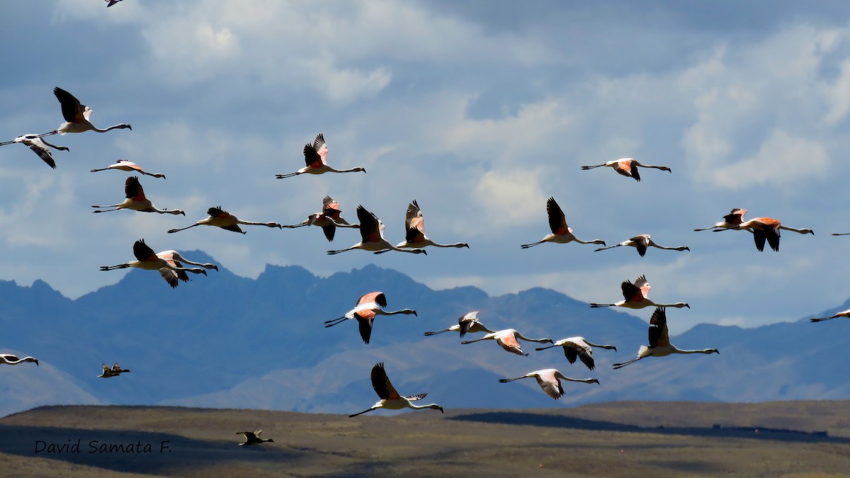Chilean Flamingo - David  Samata Flores
