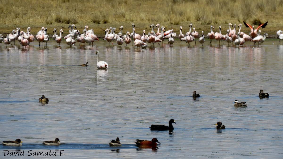 Chilean Flamingo - ML69605281