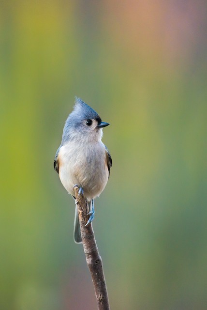 Tufted Titmouse