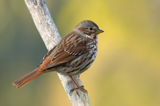 Fox Sparrow