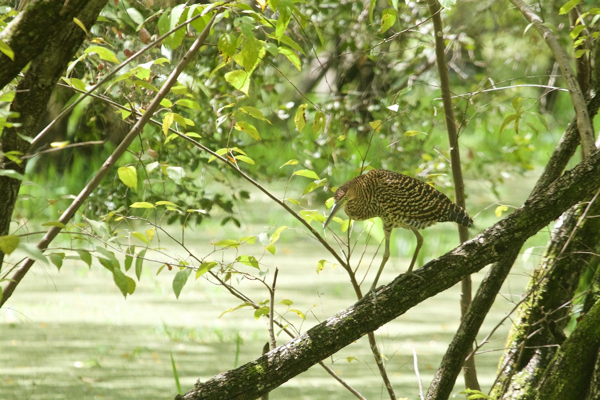 Bare-throated Tiger-Heron - Will Sweet