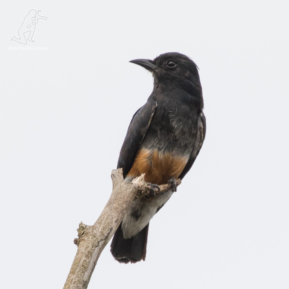 Swallow-winged Puffbird - ML69606701