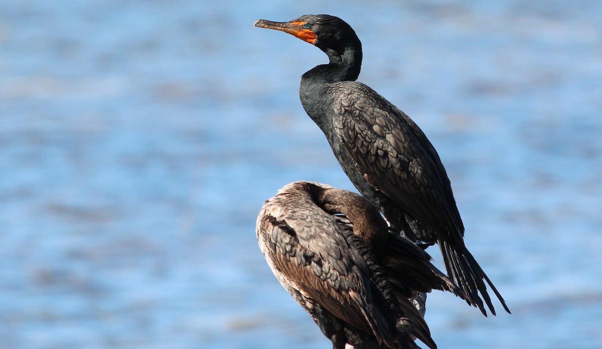 Double-crested Cormorant - Gary Leavens