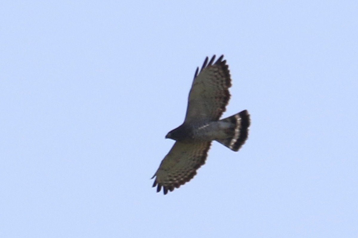 Broad-winged Hawk - ROGER GRIMSHAW