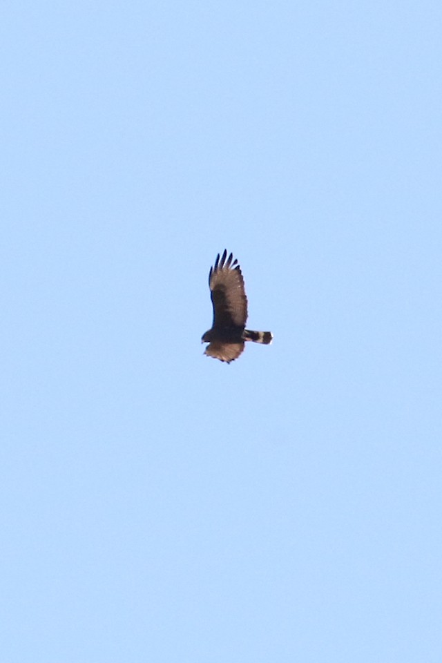 Zone-tailed Hawk - ROGER GRIMSHAW