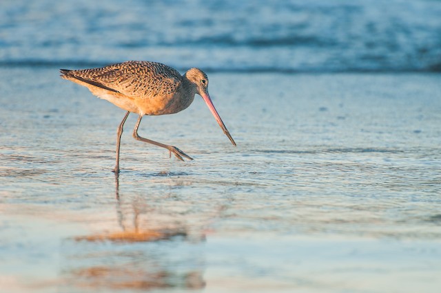 Marbled Godwit