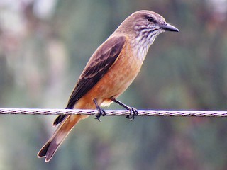 ヤブタイランチョウ - eBird