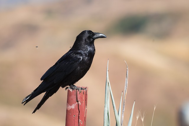 Common Raven